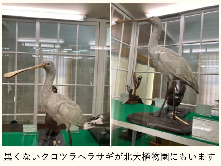 北海道大学植物園に展示されているクロツラヘラサギ。脱色してもはや黒くないツラをしている