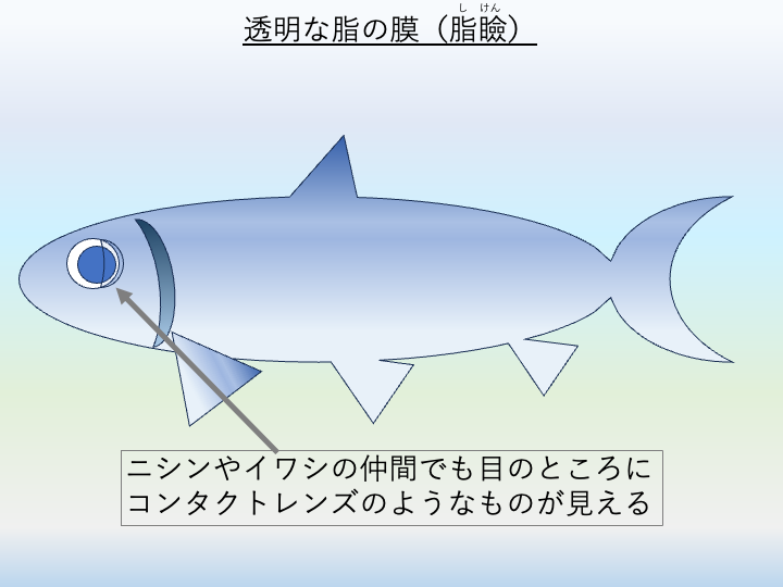 サバヒーやイワシ・ニシンなどの透明な脂の膜(脂瞼)の説明