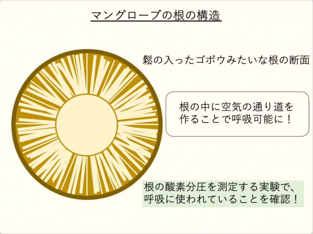 マンルローブの根の構造、特に根の中に空気の通り道があることを図示