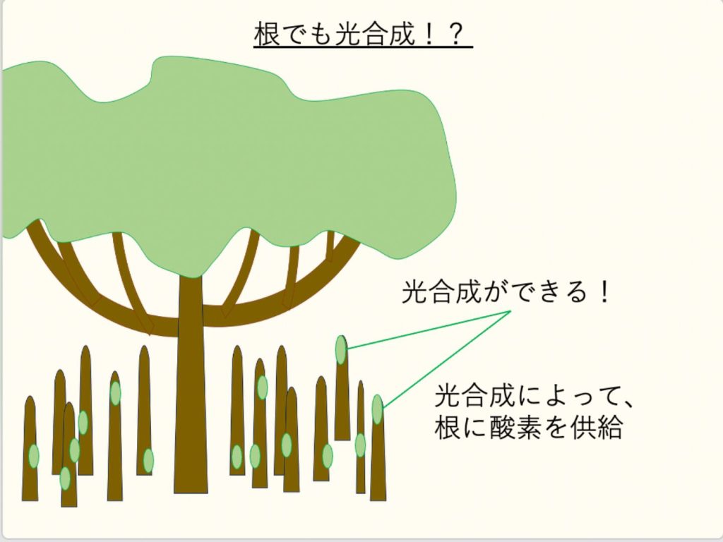 マングローブの一部の植物で、根でも光合成が行われていることを図示