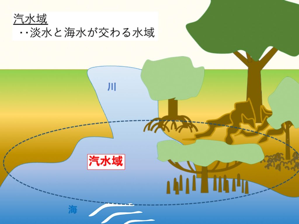 汽水域とは、淡水と海水が交わる水域であることを図示