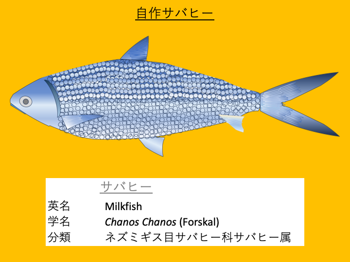 サバヒー_milkfish_chanos_chanos_ネズミギス目サバヒー科サバヒー属