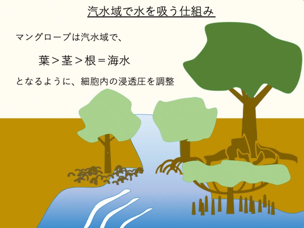 汽水域でマングローブが水を吸う仕組みを図示
