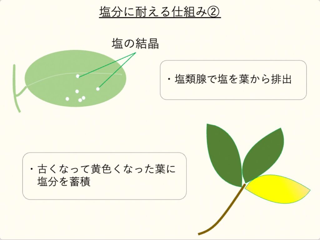 マングローブの塩分排出機構を図示