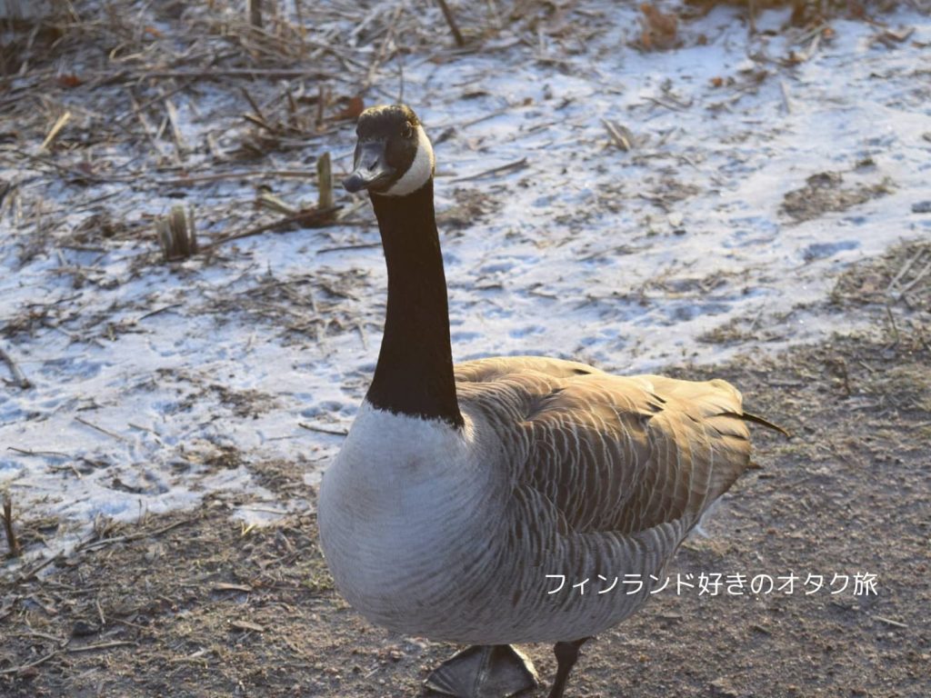 カナダガンBranta canadensis（フィンランドのヘルシンキで撮影）