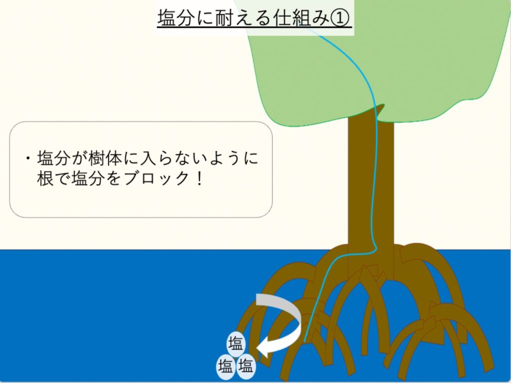 マングローブが塩水に耐えるために、塩分をブロックしていることを図示