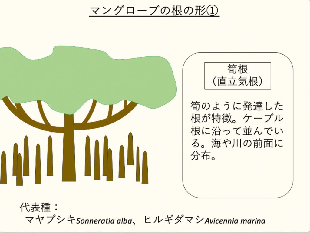 筍根（じゅんこん）の説明