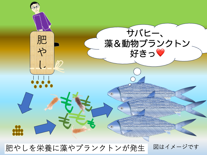 サバヒーの池内エサ培養の模式図