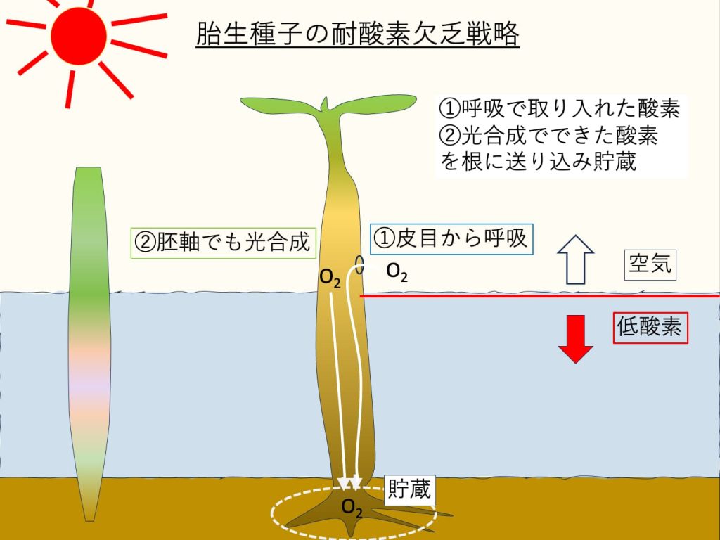 胎生種子の耐酸素欠乏戦略の模式図