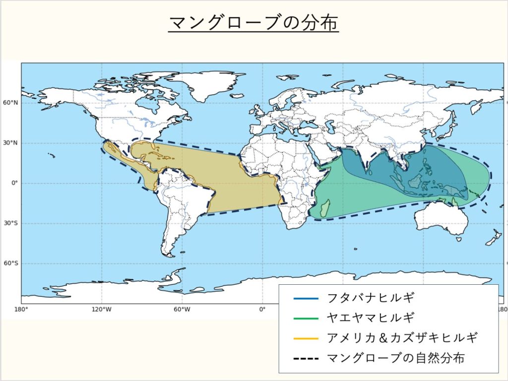 マングローブの自然分布。フタバナヒルギは東南アジアから南アジアにかけて。ヤエヤマヒルギはそれより広い範囲で、オーストラリアやアフリカ東岸にも分布。アメリカヒルギとカズザキヒルギは大西洋のアフリカ西岸〜アメリカ東岸、および太平洋のアメリカ西岸にかけて分布。