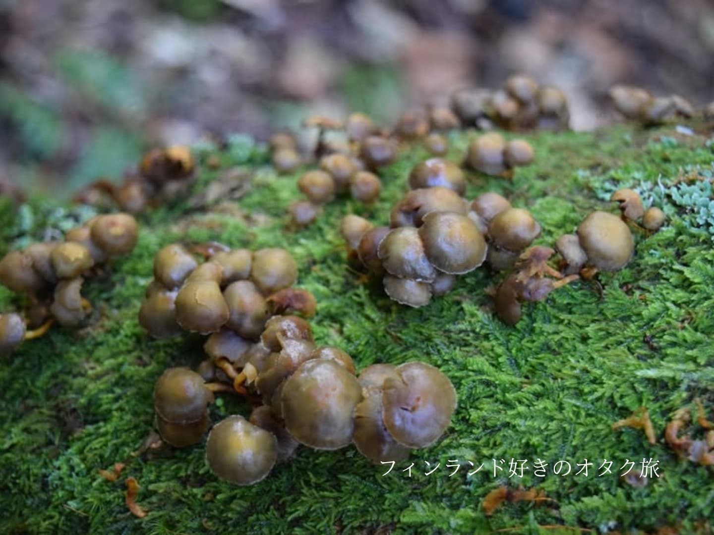 毒は大体舌が教えてくれる！？ キノコとフィンランドから始まる毒談義