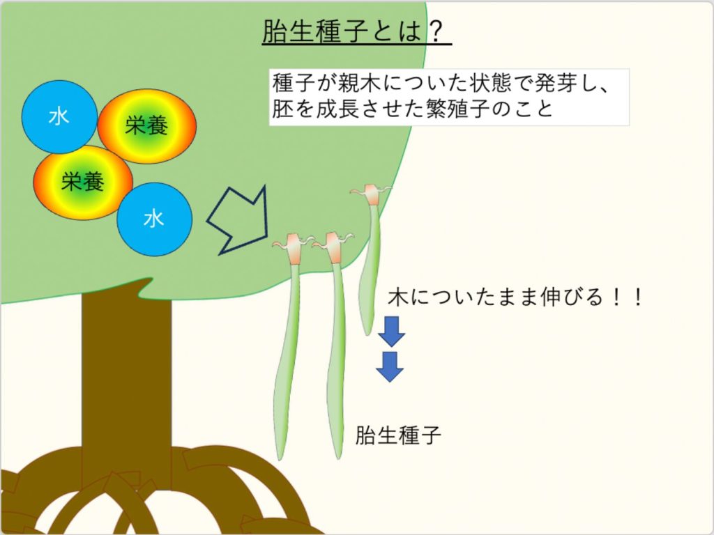 胎生種子とは、種子が親機についた状態で発芽し、胚を成長させた繁殖子