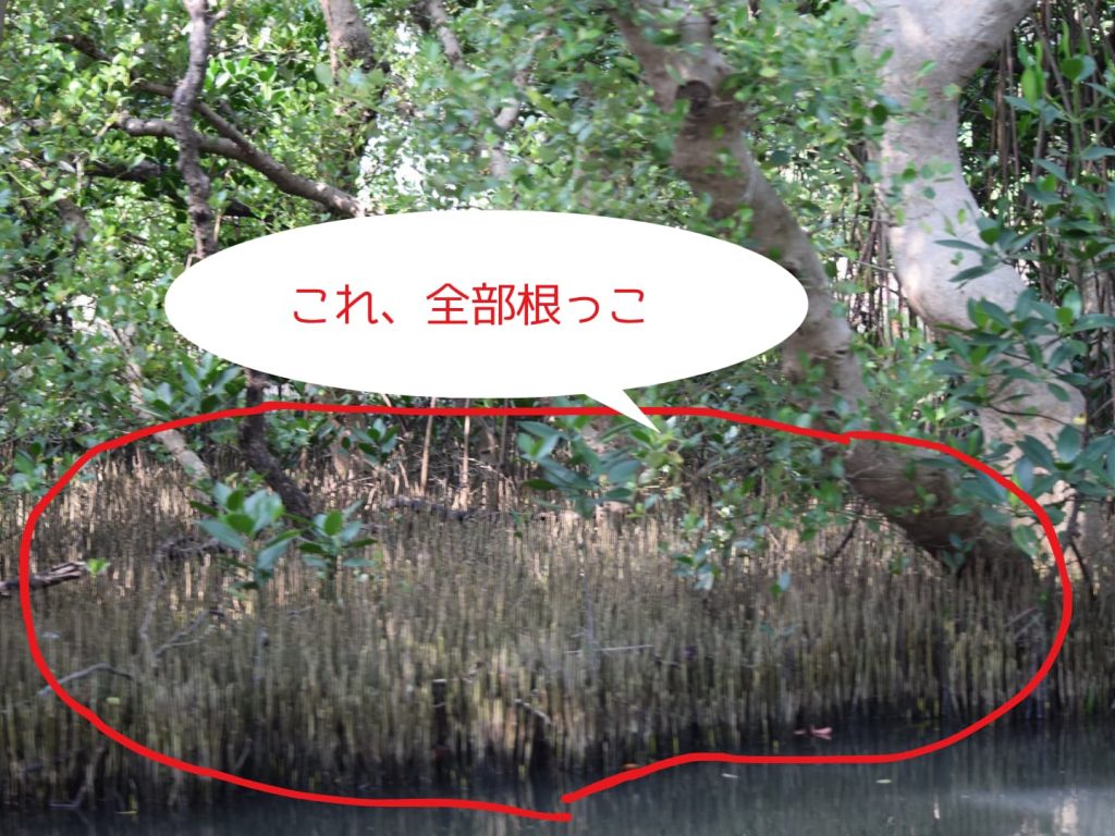 台南の四草緑色隧道で見たマングローブの木の根っこ。剣山のように生えているのは筍根と呼ばれるマングローブの根。おそらくヒルギダマシの根と思われる。