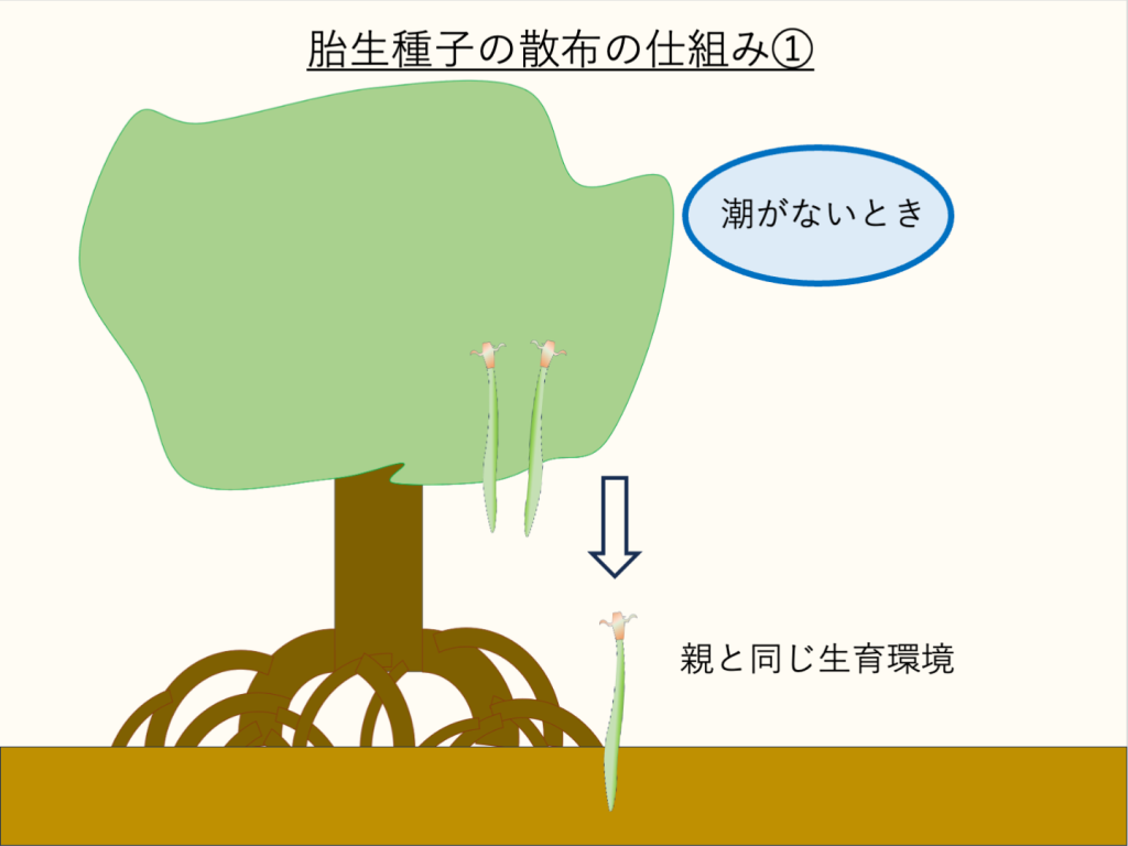 胎生種子の散布の仕組み①潮がないとき