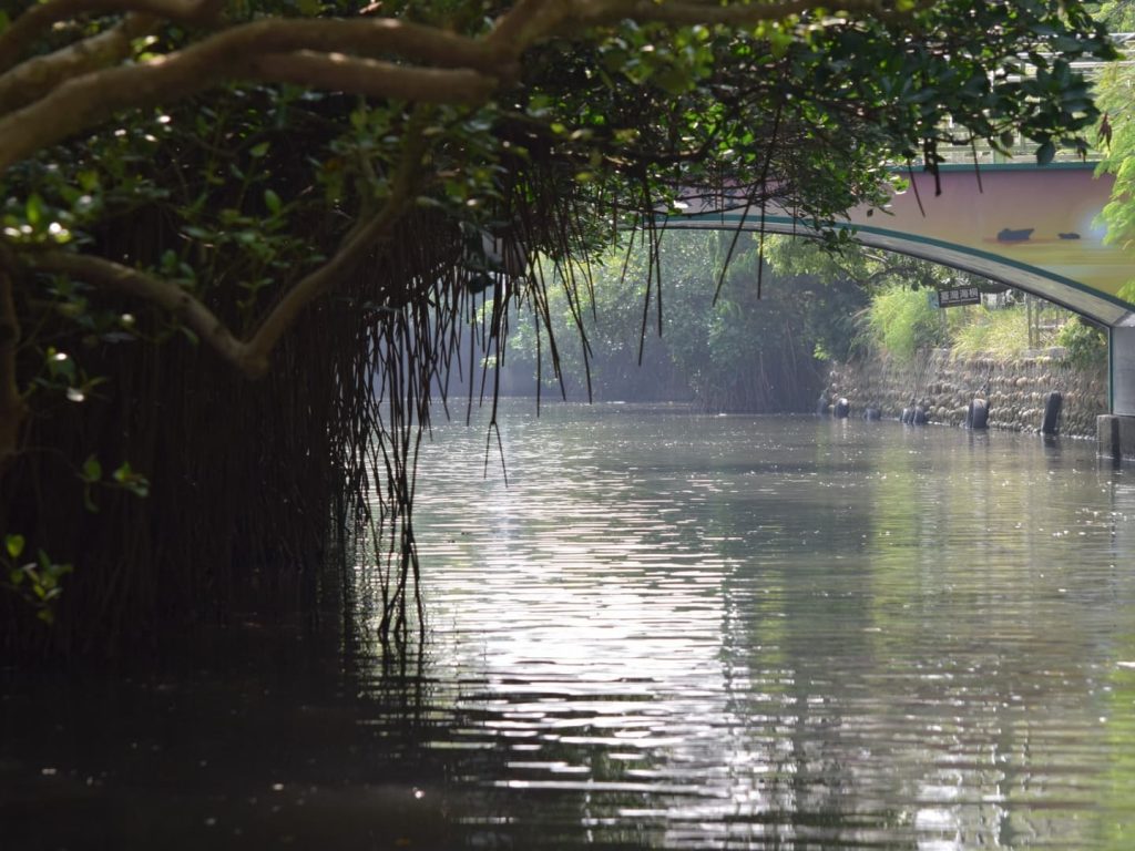 台南の四草緑色隧道の風景。木からぶら下がっているのは、ヤエヤマヒルギの支柱根だと思って見ていたのだが、もしかして胎生稚樹（胎生種子）だったりするのだろうか？？