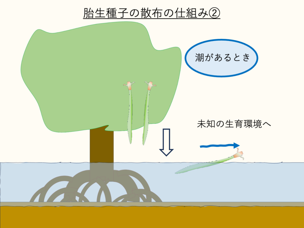 胎生種子の散布の仕組み①潮があるとき