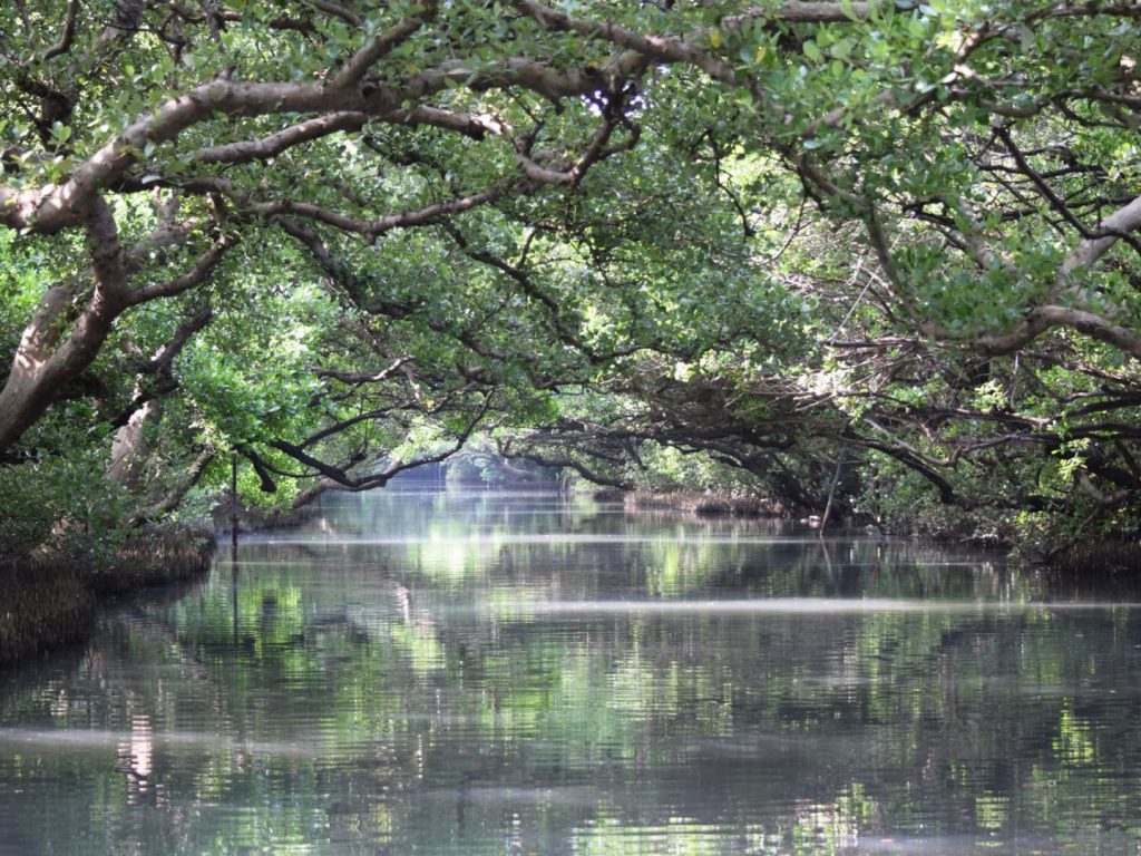 台南の四草緑色隧道のマングローブの緑のトンネル。