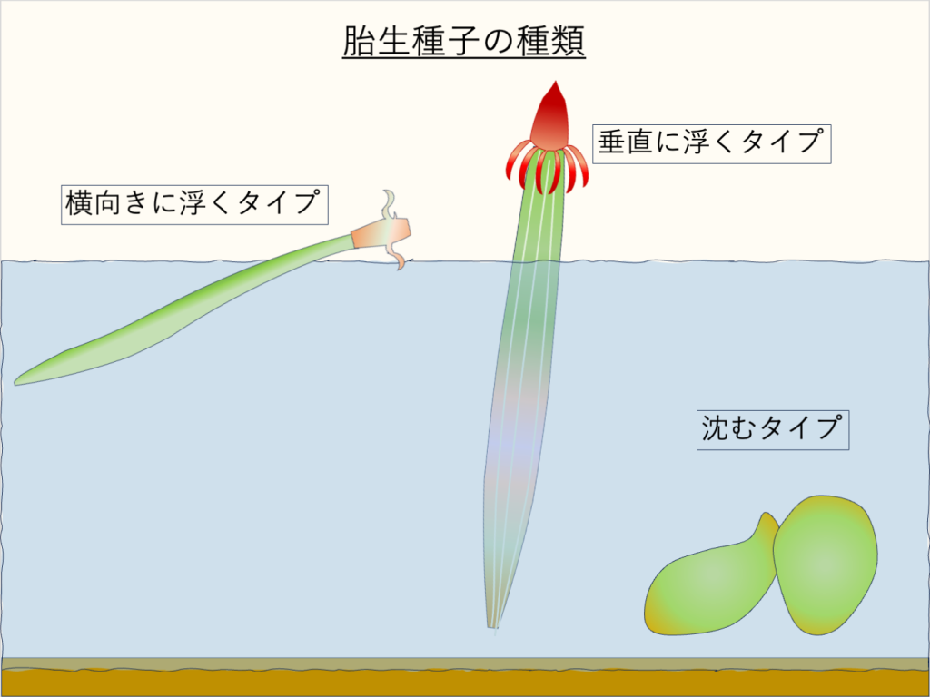 胎生種子の種類（タイプ別）。谷口2020より引用[6]。図は馬場2017をもとに作成[14]。
