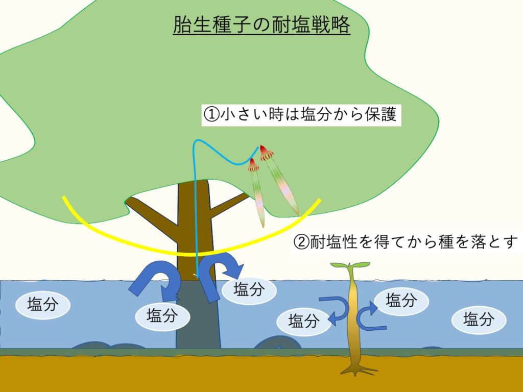 胎生種子の耐塩戦略の模式図