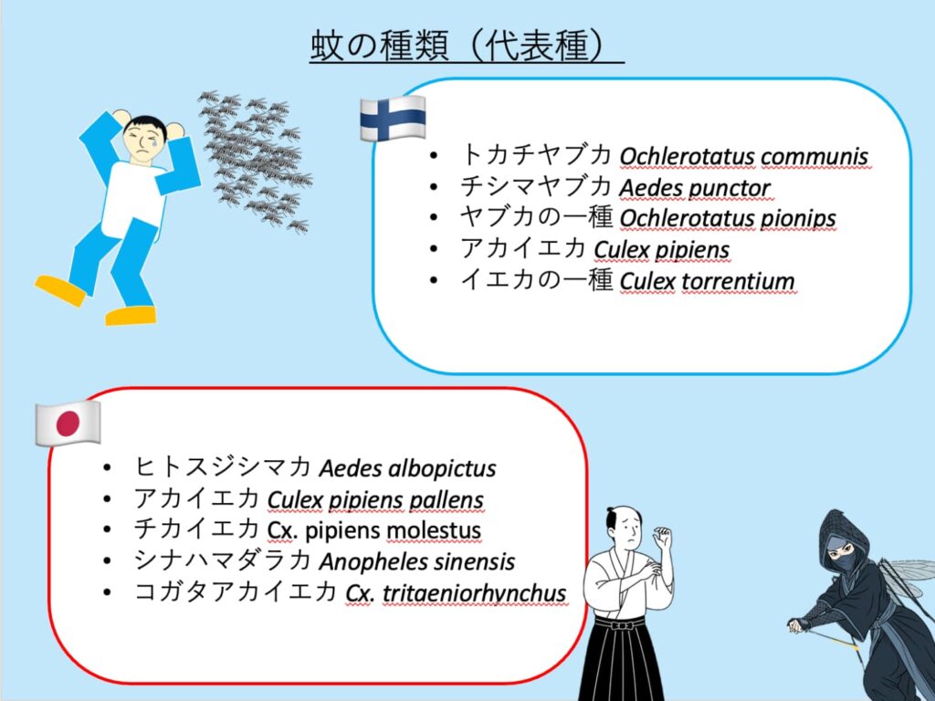 フィンランドと日本の代表的な蚊の種をピックアップしたもの