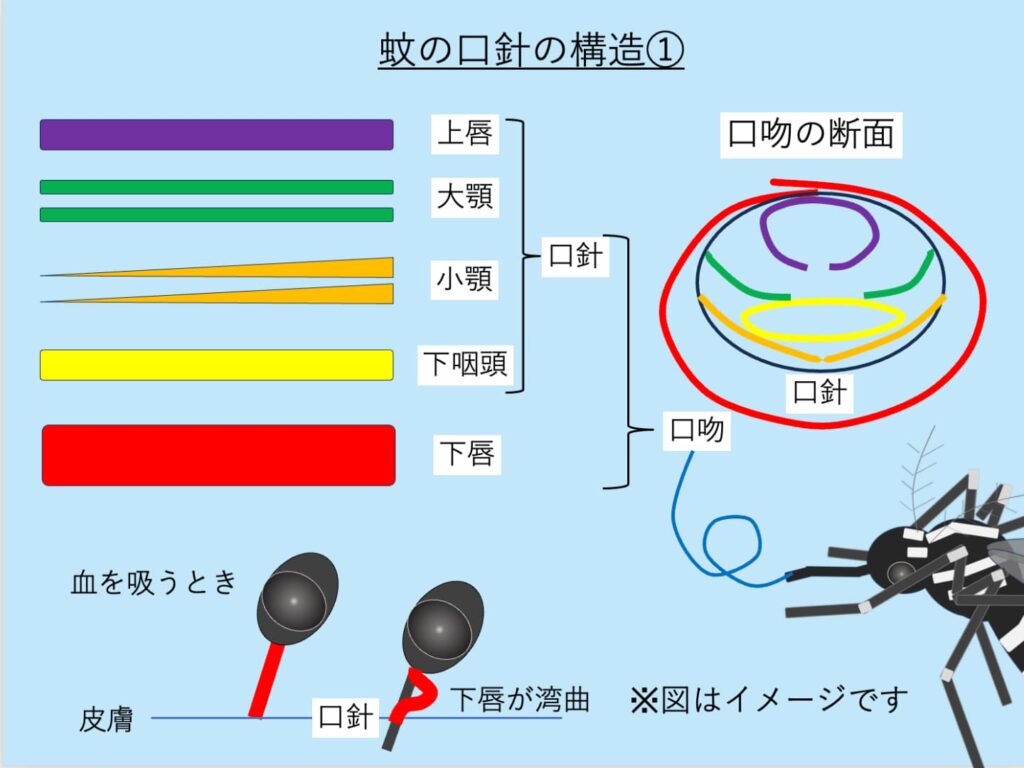 蚊の口吻の構造について説明した模式図