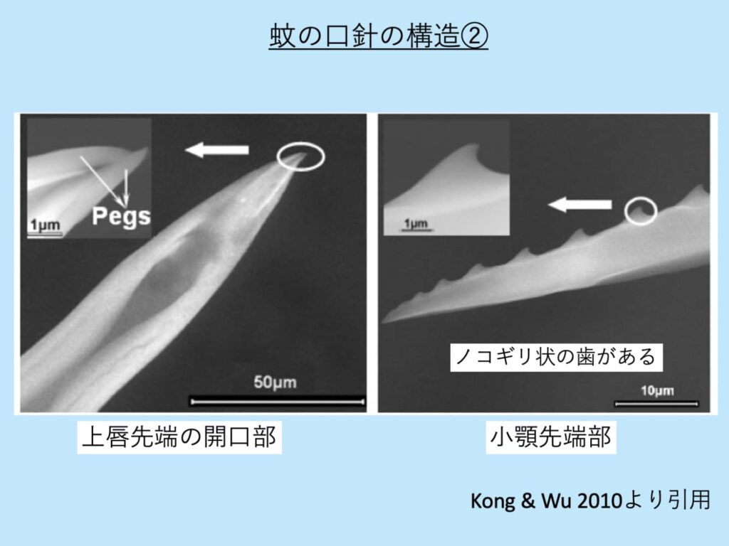 蚊の口針の構造に関する写真。上唇先端の開口部や小顎先端部の鋸状の歯の写真を掲載。Kong & Wu 2010より引用。