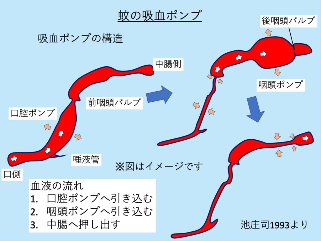 蚊の吸血ポンプの構造を説明する模式図。池庄司1993より引用。