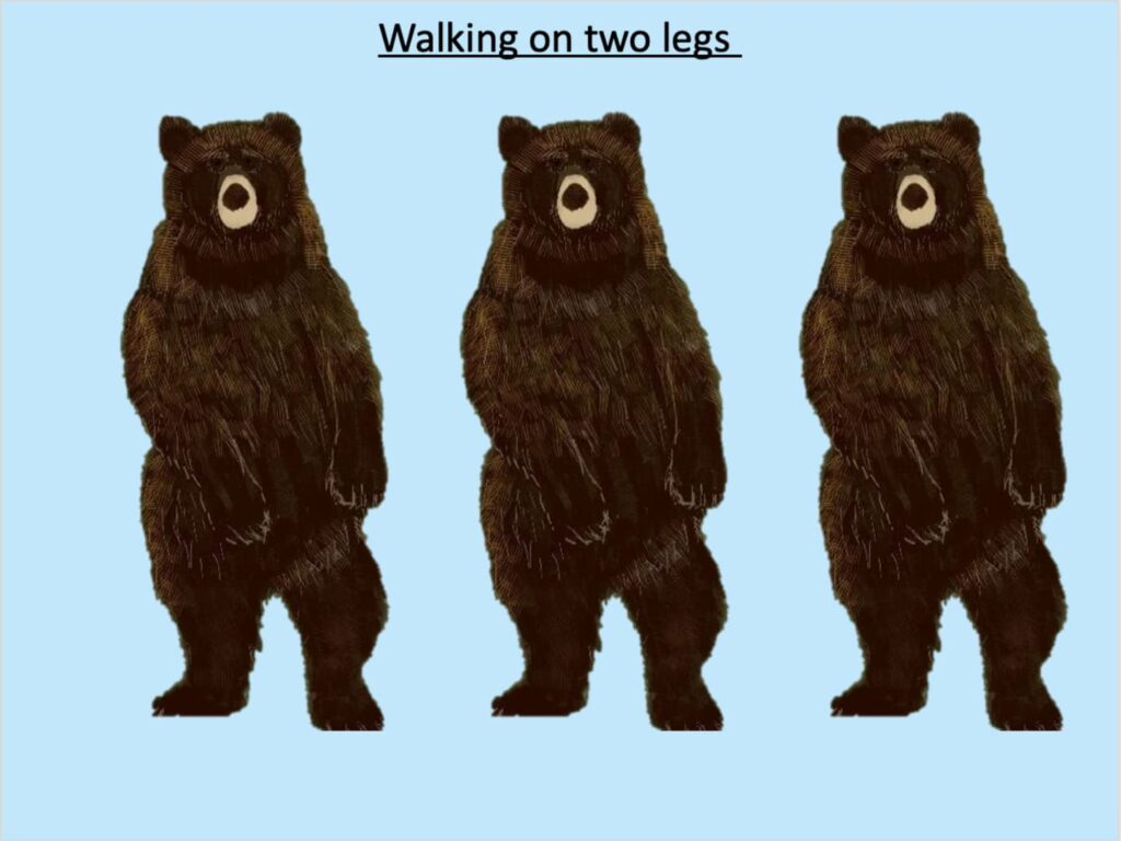 the bear waling on two legs
