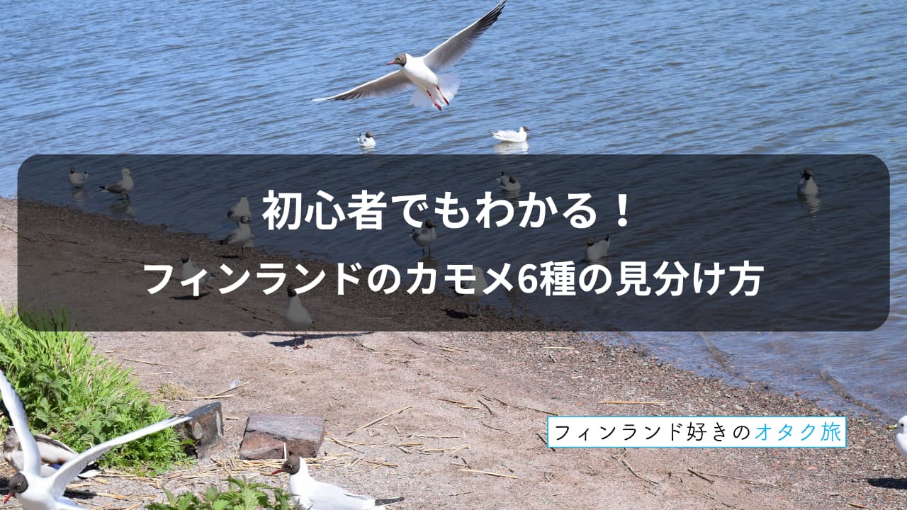 初心者でもわかるフィンランドのカモメ６種の見分け方_表紙