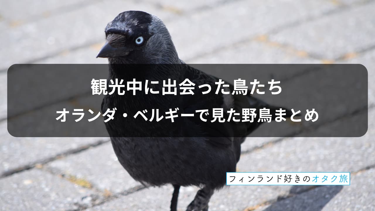 観光中に出会った鳥たち：オランダ・ベルギーで見た野鳥まとめ【実録】_表紙