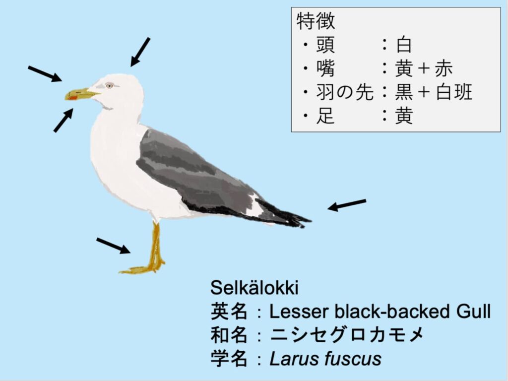 Selkälokki：ニシセグロカモメ Larus fuscus