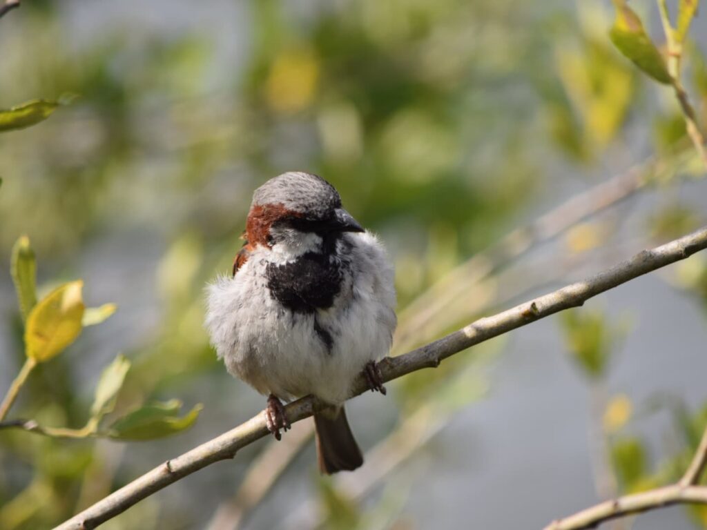 オスのイエスズメ（オランダ、Kinderdijk）