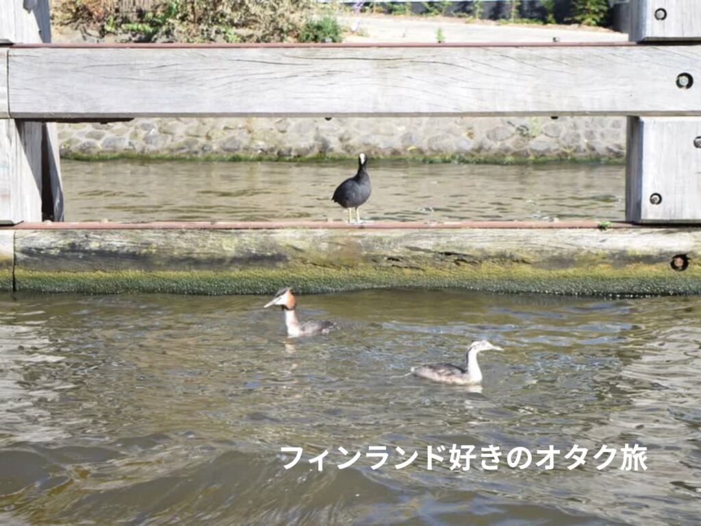 運河を代表する鳥（オオバンFulica atraとカンムリカイツブリPodiceps cristatus）。日本にもいるけど。