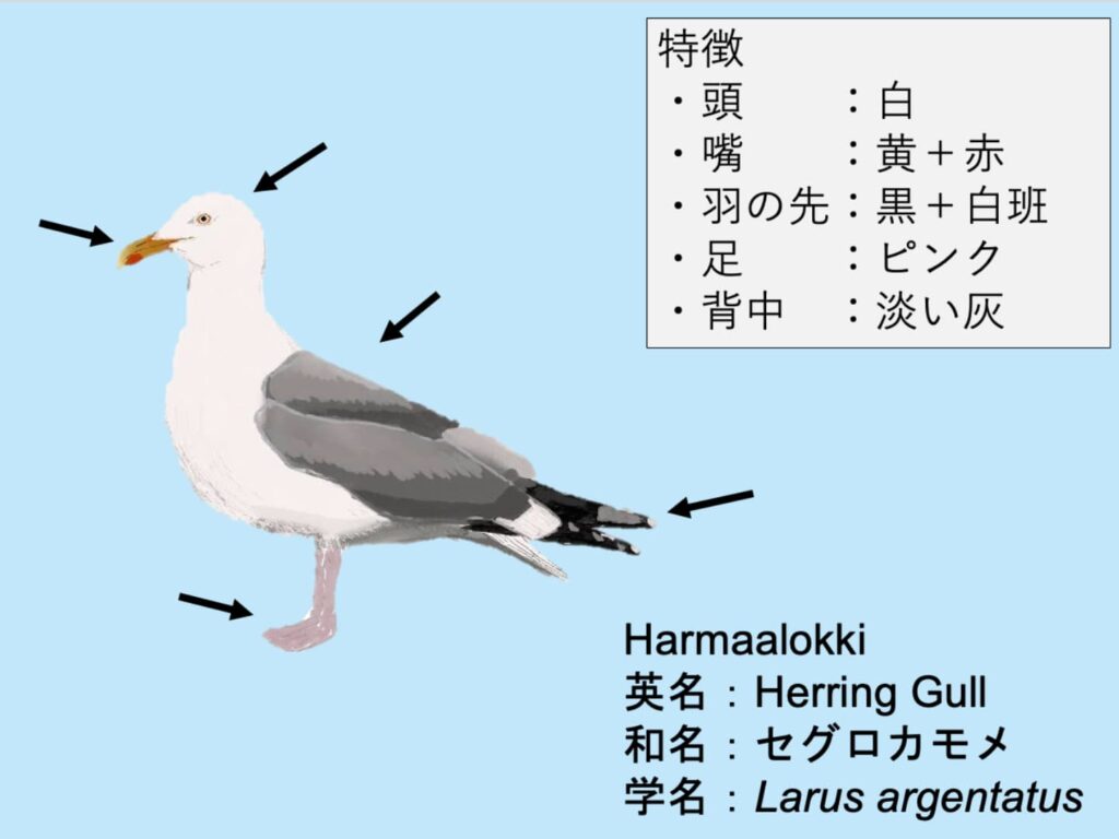 Harmaalokki：セグロカモメ Larus argentatus