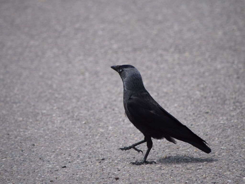 ニシコクマルガラス Coloeus monedula（英：Western jackdaw）オランダ、Kinderdijk