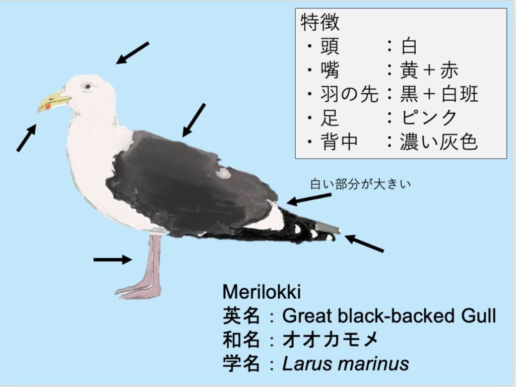 Merilokki：オオカモメ Larus marinus
