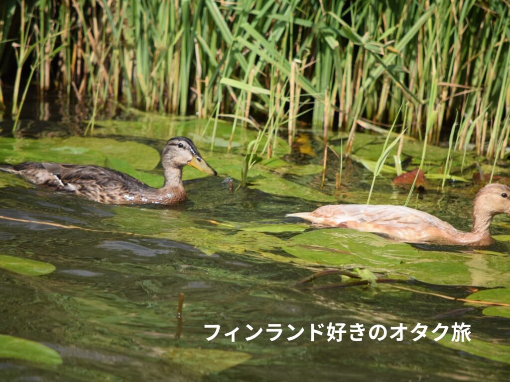 マガモ Anas platyrhynchos （オランダ、Kinderdijk）