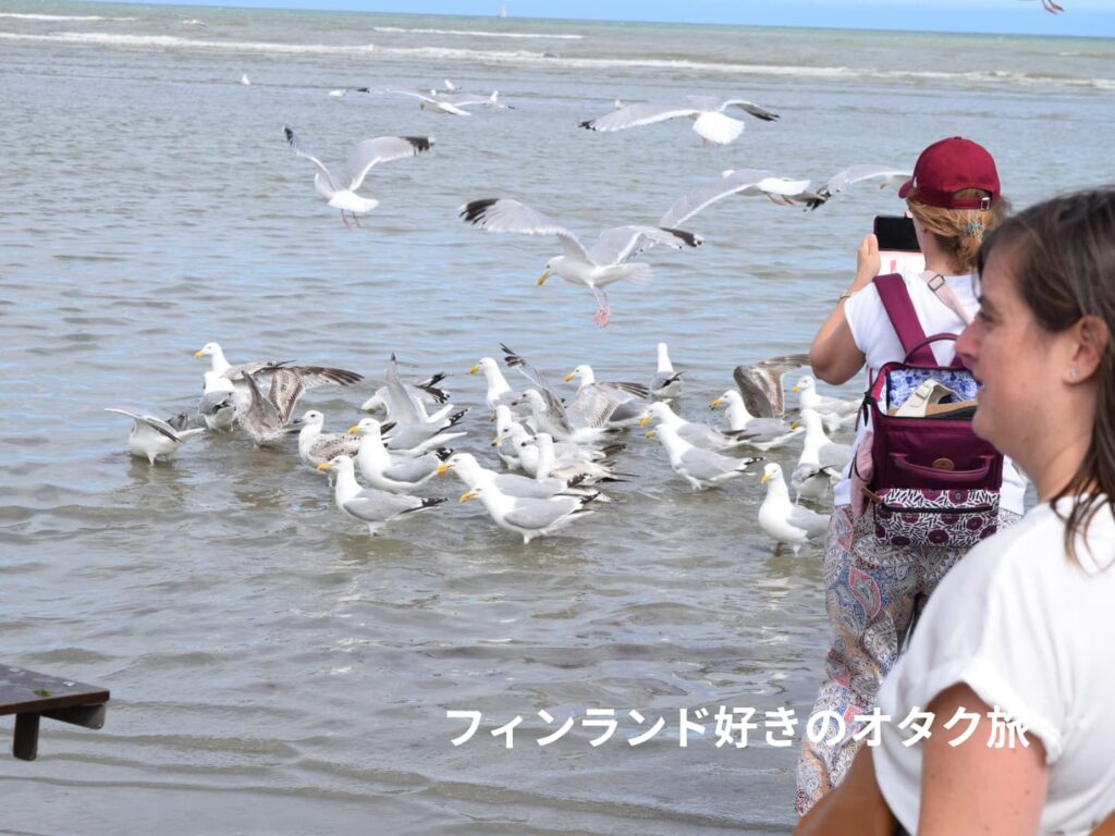 セグロしかいねえ！！（セグロカモメ Larus argentatus, ベルギー、Oostduinkerke）