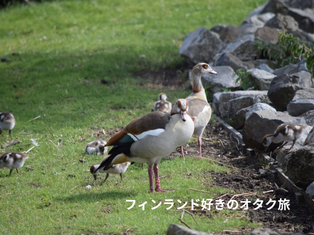 子連れのエジプトガン。足環がついていますね（オランダ、Kinderdijk）