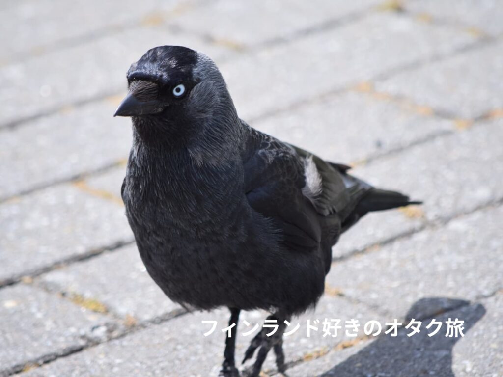 アップで見るニシコクマルガラス（オランダ、Kinderdijk）