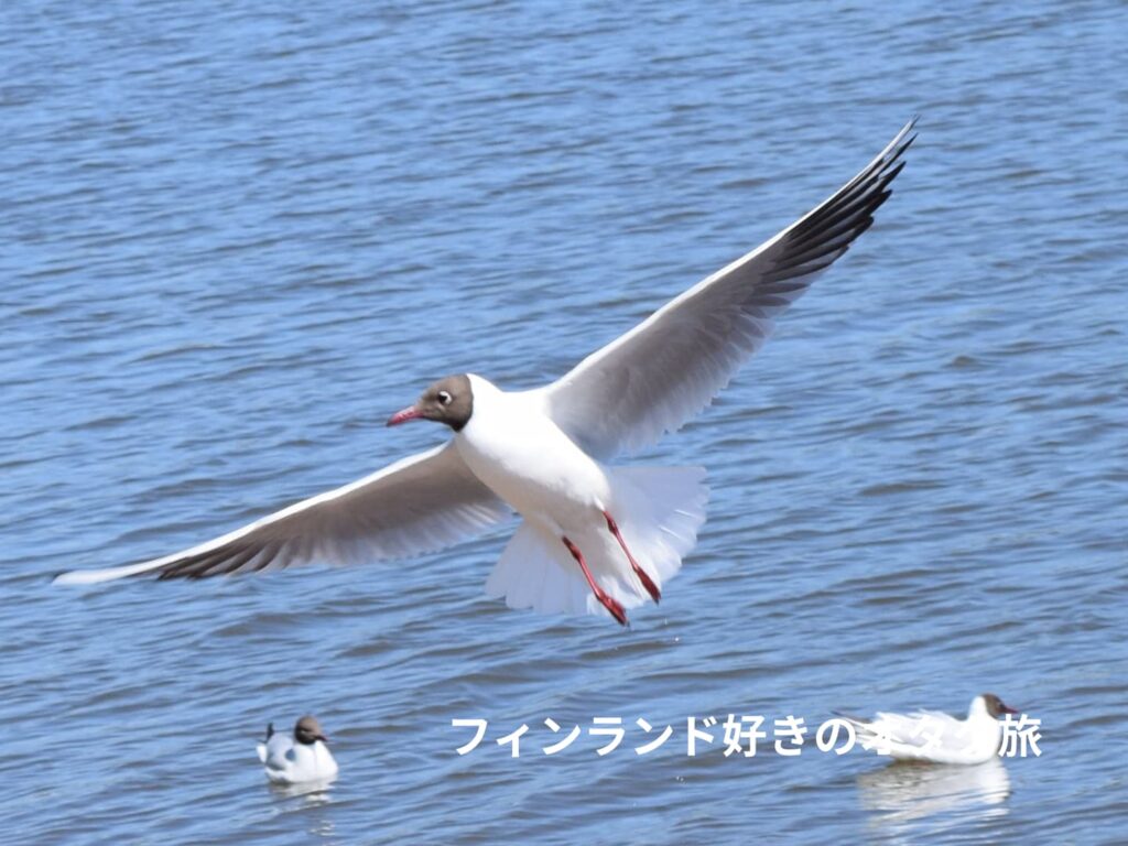 Black-headed Gull　ユリカモメ　Larus ridibundus