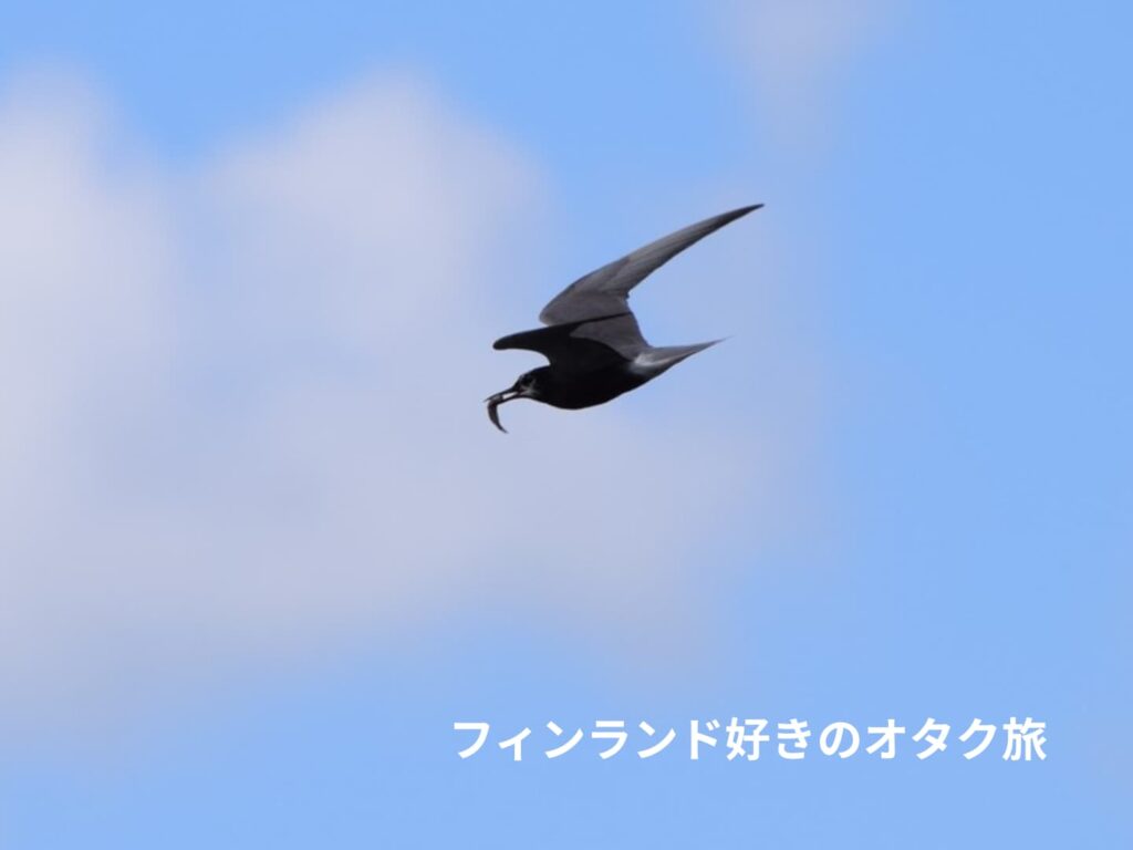 アジサシ（？）の写真。ハイイロっぽい色合いでした（オランダ、Kinderdijk）