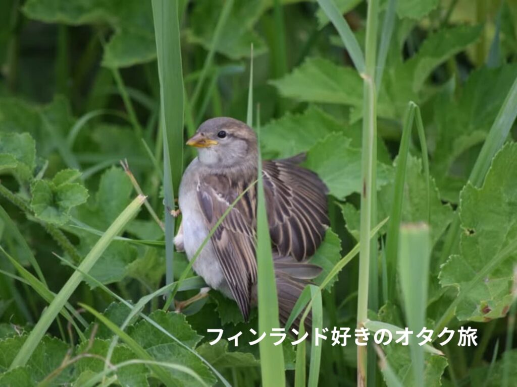 メスのイエスズメ（オランダ、Kinderdijk）