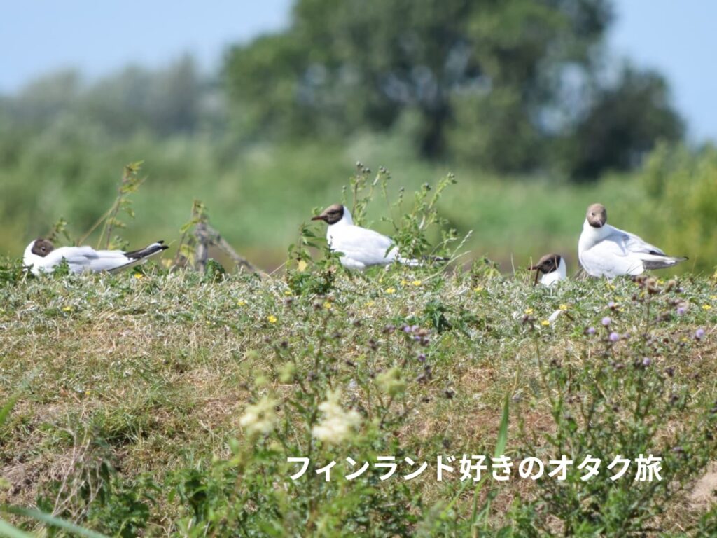 ユリカモメのグループ（オランダ、Kinderdijk）