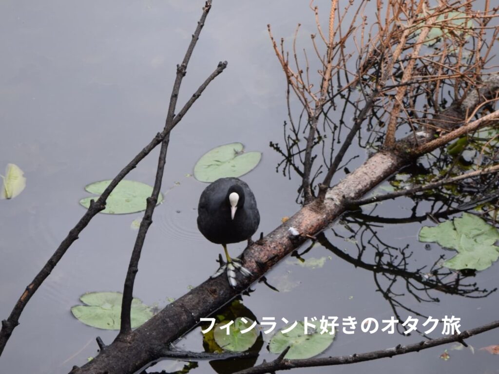 オオバン Fulica atra（オランダ、Delft）