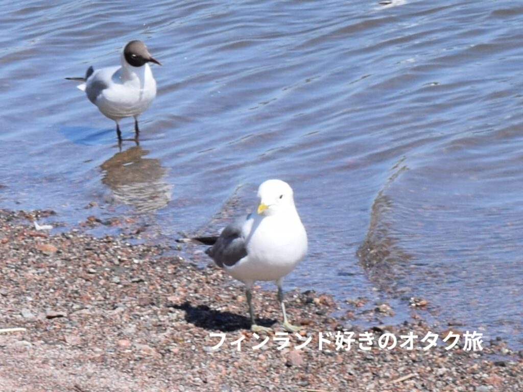 common gull カモメ Larus canus