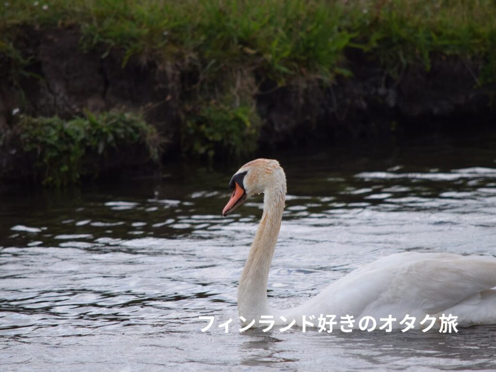 コブハクチョウ Cygnus olor （オランダ、Kinderdijk）