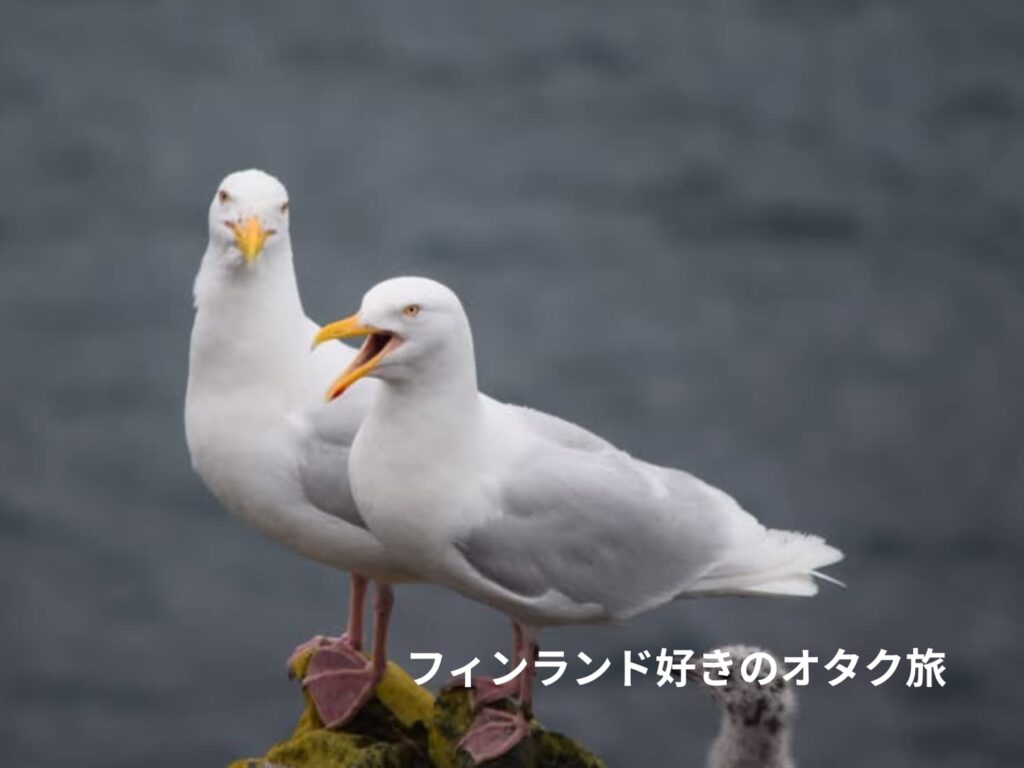 Alaskaで撮影したシロカモメ（Isolokki Larus hyperboreus）