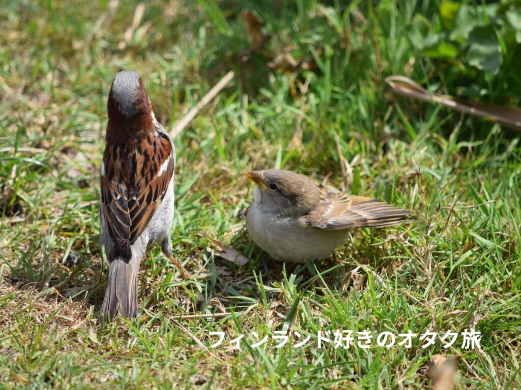 親（左）に餌をねだる雛鳥（右）