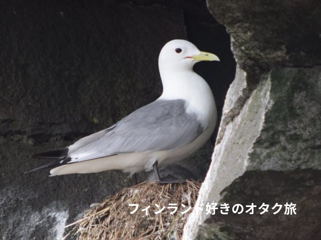 Pikkukajava：ミツユビカモメ Rissa tridactyla（アラスカで撮影）